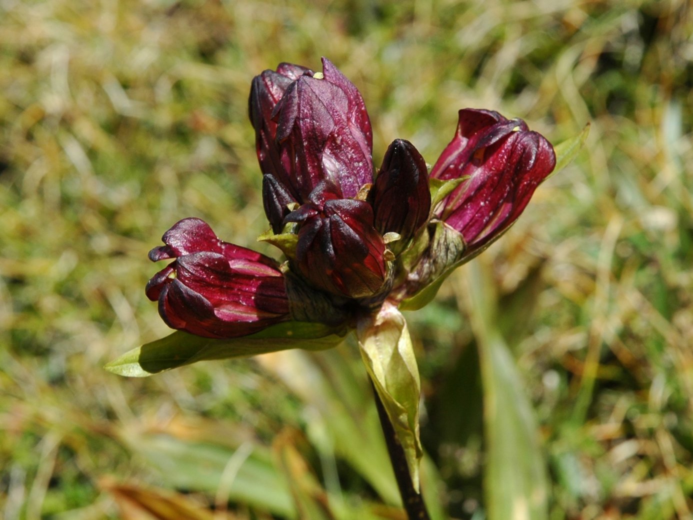 Gentiana purpurea